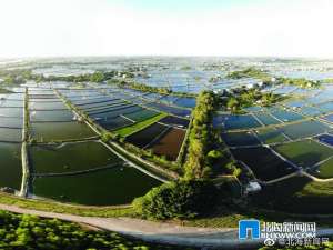 广西北海合浦:万亩虾基地生机勃勃