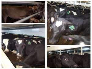 14000头新西兰牛从天津港上岸