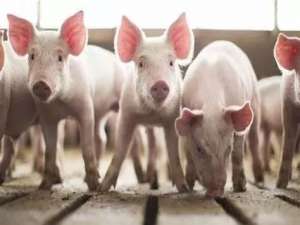 2020年是畜牧业的冬天？饲料企业持续减少，2019年减少238家猪饲料企业！