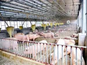 春天来了，猪场饲养管理需要注意什么？