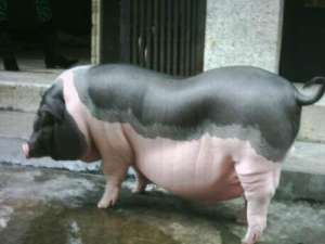 200公斤，250公斤，300公斤...你认为猪被屠宰最经济的重量是多少？