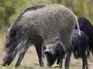 养殖特种野猪有什么要求？特种野猪养殖有什么优势？