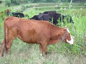 民乐县:“牛业”走出“牛”的路