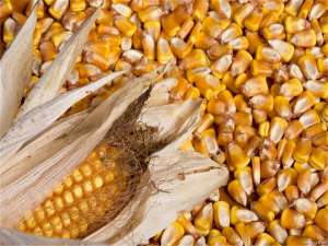 玉米价格修正:分析四个“盈利空”因素，两个方面的价格“支撑”