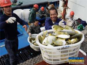 广西防城港:渔船上的工人正忙着收鱼