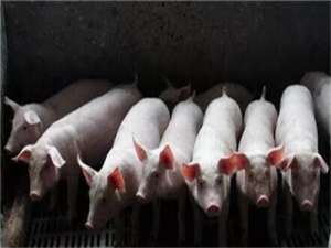内部人士:预计从6月到7月，猪肉进口的下降将进一步扩大