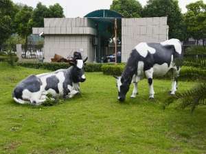 奶牛健康养殖技术及如何辨别奶牛健康