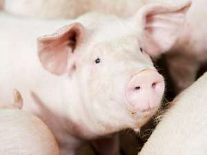 秋季养猪育肥注意防寄生虫