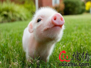 猛！世界上第一只抗三大疾病的猪在中国成功繁育！
