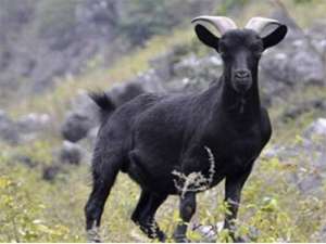 黑山羊高产育种的关键管理技术