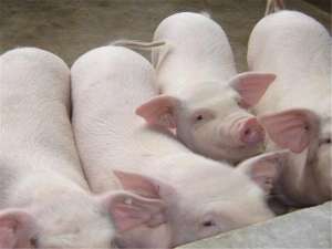 生猪企业注册数量翻倍！农业和农村事务部:不要让养猪多的地方吃亏