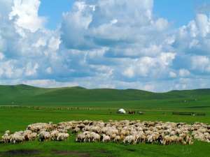 呼伦贝尔:绵羊，改变饲养方法