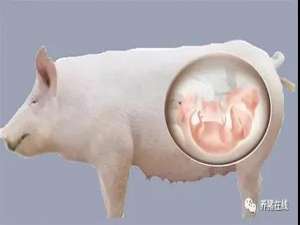 【管理】怀孕母猪繁殖技术多。记住这三点，垃圾量会翻倍