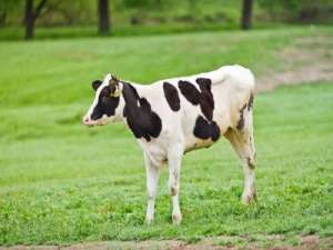 犊牛常见的疾病有哪些？如何防治犊牛常见病