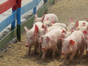 新冠肺炎疫情的影响已经逐渐减弱，养猪业仍然是一个口号