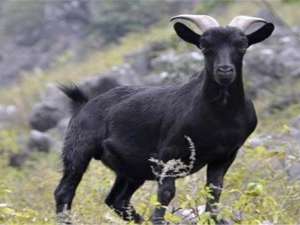 黑山羊有哪些品种？怎么才能养黑山羊？