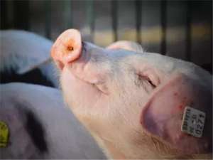 生猪生产能力连续八年提高，湖南生猪和猪肉均价比年初下降近30%