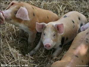 你们给养猪场消毒的时候有过这种现象吗？