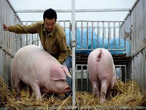 山东:青岛出台生猪养殖企业贷款贴息项目实施方案