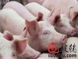 猪肉市场供应逐渐稳定