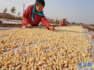 河北昌黎:扇贝养殖进入收获季节