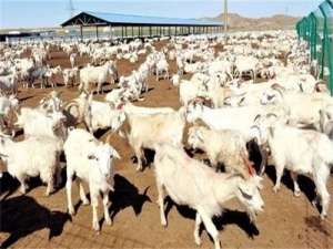 如何降低养羊成本，提高养羊利润？