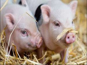 养猪过程中五种猪病的快速诊断方法