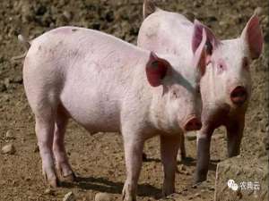 养猪场得了猪瘟。应该如何快速控制疫情？