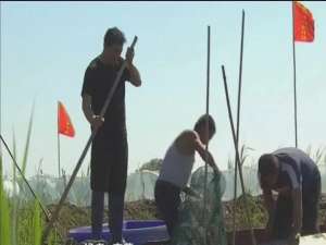 黑龙江省杜尔伯特县:江湾乡蟹稻综合养殖项目已进入稻田抛蟹阶段