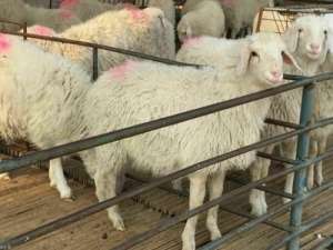 内蒙古巴彦淖尔市两级畜牧站开展二郎山超细绒山羊种羊鉴定