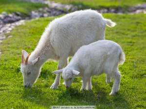 如何控制羊寄生虫？绵羊常见寄生虫病的防治方法