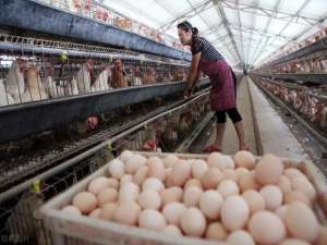 为什么猪肉价格下跌，鸡蛋价格暴跌？饲料成本上涨了30%。养鸡的农民该怎么办