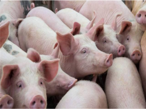 生猪屠宰暴涨，猪肉价格连续七周下跌！饲料价格也不会起作用