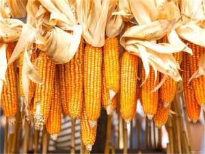 玉米一天下跌50元，影响未来玉米市场价格的因素有四个。3月份玉米市场分析