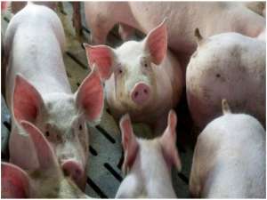 四川:总投资29.86亿元，打造猪的全产业链项目