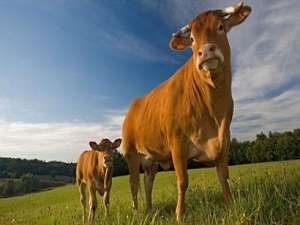 哪些奶牛应该淘汰？奶牛淘汰的标准是什么？