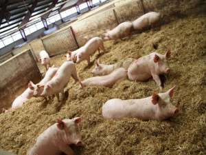 冬季猪场饲养管理要点，冬季猪场有哪些注意事项？