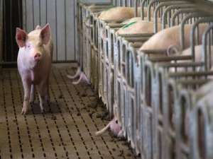 猪肉供应形势和消费需求