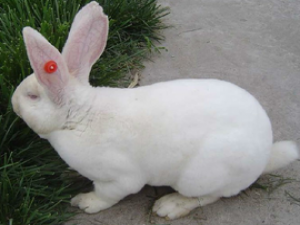 养殖兔子如何选择？兔子能繁殖几年？
