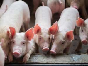 广西:实施“铁桶计划”，加快恢复生猪生产