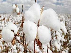 数据:中国最高的棉花
