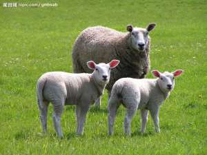 绵羊圈地成功的五大要素，其中品种选择是关键