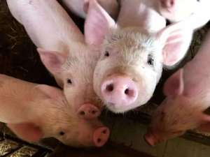夏季安全恢复生猪生产的八项关键技术措施