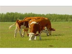 2020年影响牛价的因素是什么？