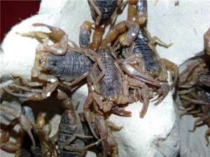 蝎子人工养殖常用饵料