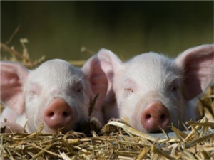 美国:由于疫情，最大的猪肉公司无限期关闭了一家加工厂