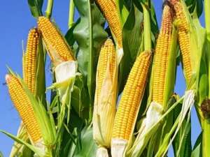 玉米“翻面”技术规范