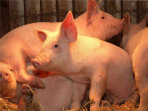 当地过年会改变人口流动对生猪价格的影响吗？