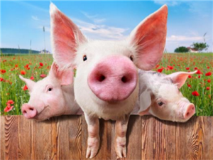今年生猪价格单日跌幅最大，许多批发市场出现商品过剩