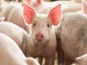 由于新冠肺炎疫情，世界猪肉博览会被取消了！